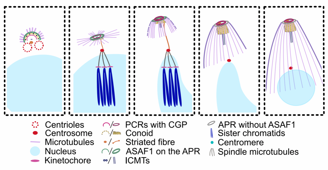 动物医学院李威教授揭示弓形虫类锥复合体组装机制 为顶复门寄生虫药物研发提供新靶点