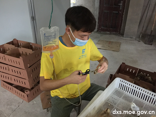 02刚啄壳而出的5000只鸡苗亟需注射疫苗,队员投身于紧锣密鼓的疫苗注射工作当中。