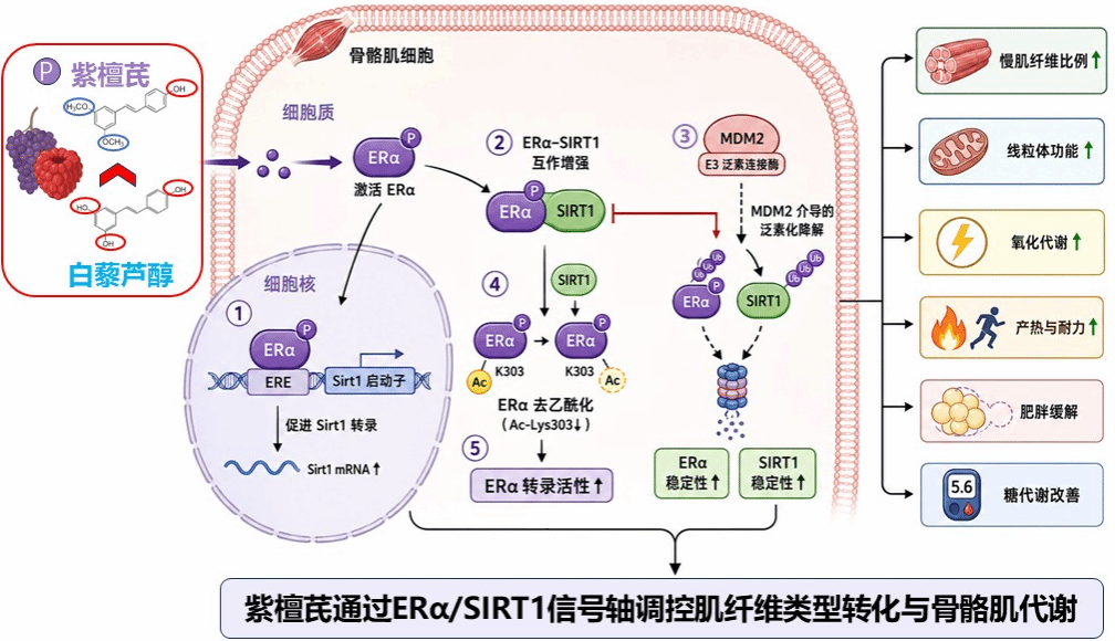 黄志清教授团队揭示紫檀芪调控肌纤维类型转化与骨骼肌代谢新机制