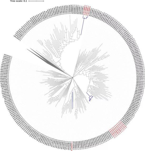 图5: HIV envelope glycoprotein 进化树 图5: HIV envelope glycoprotein 进化树