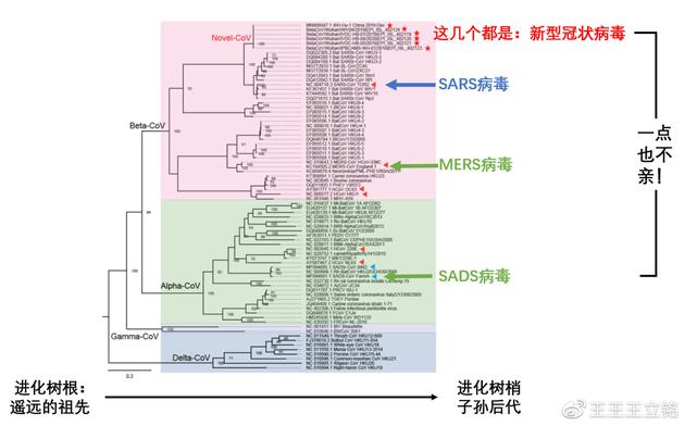 图3:进化树分析 图3:进化树分析