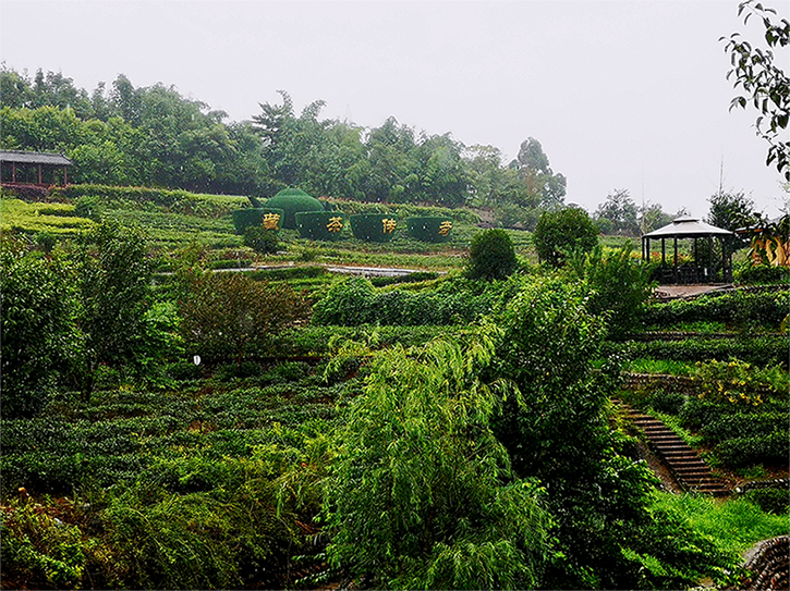 中国藏茶村里的茶园。胡杰 摄