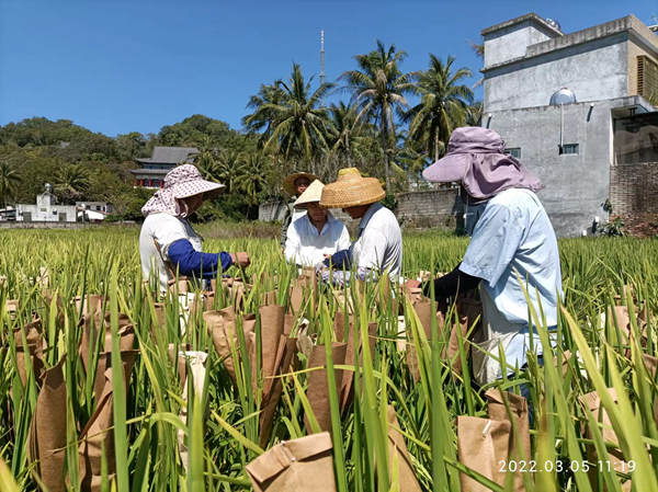 端稳中国粮 川农水稻人半个世纪的南繁接力