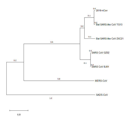 图2：2019-nCoV spike protein与其它冠状病毒spike protein的进化树