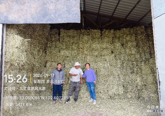 【兴农先锋】川西北草地修复示范实现牧草增产