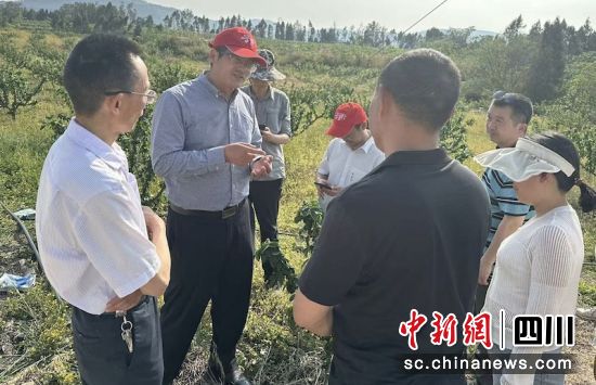 在花椒种植基地进行实地调研。