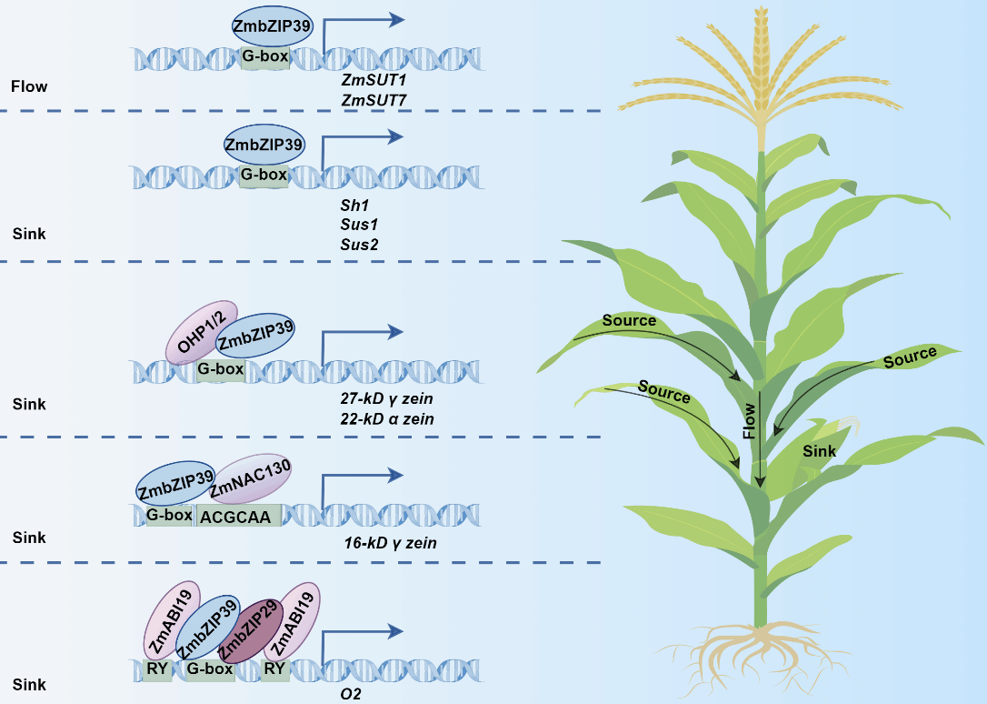 杨桃教授团队发现玉米源库流协同调控关键转录因子