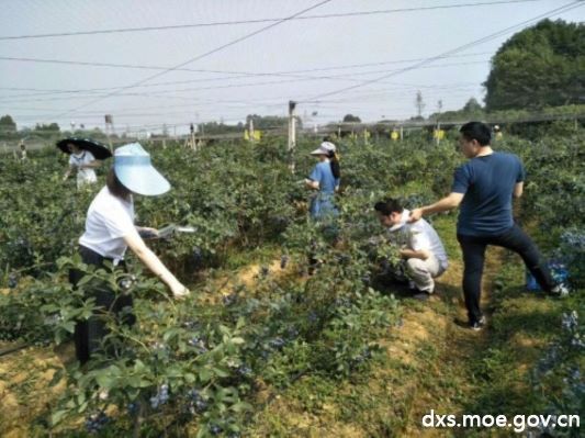 图为队员们和农民一同观察蓝莓长势并交流了互联网给农业带来了发展。