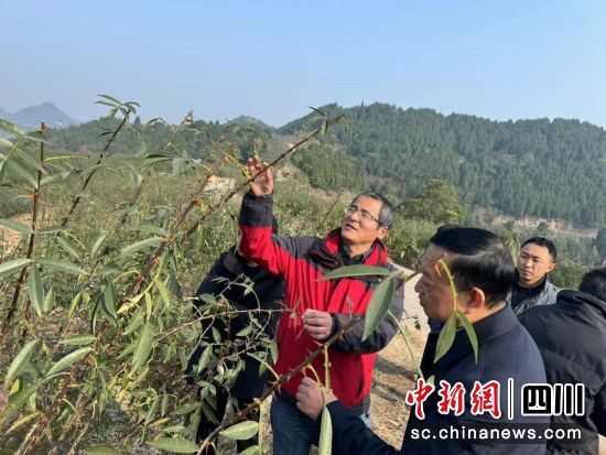 服务团成员深入田间地头调研指导。朱茂源 摄