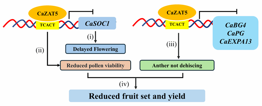 李焕秀教授团队在辣椒功能性雄性不育研究中取得进展