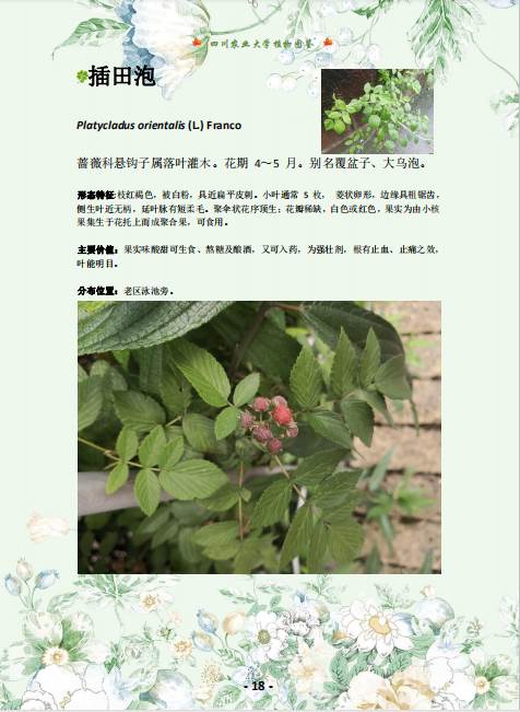 新版《四川农业大学植物图鉴》内页