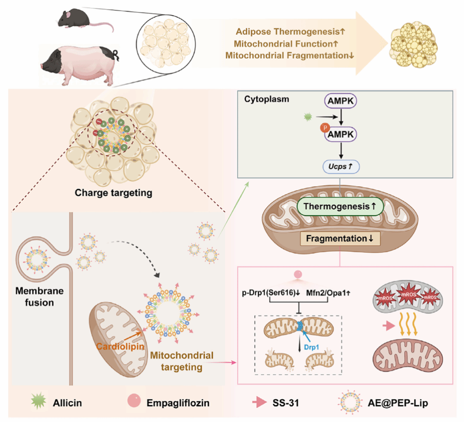 我校科研团队在靶向递送系统精准调控脂肪方面取得新进展