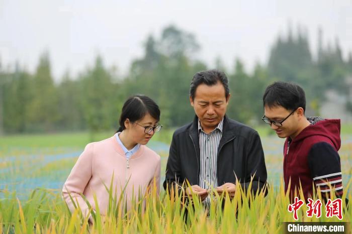 四川农业大学水稻研究所教授马均在永丰村进行水稻栽培。　四川农业大学供图