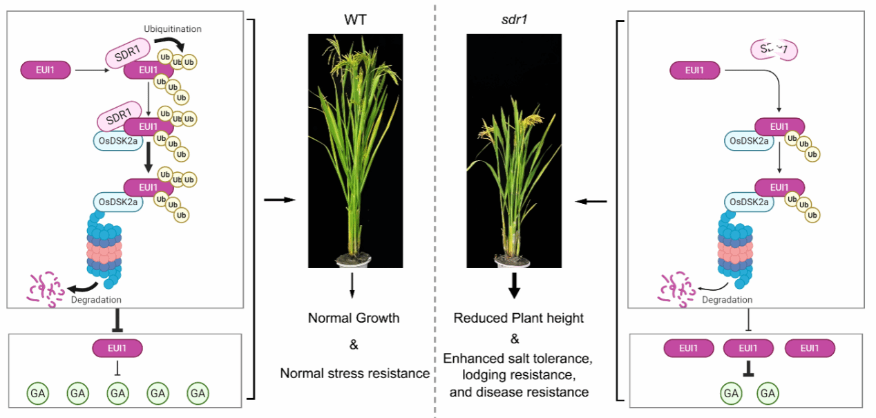 李双成、邹挺团队在水稻株型及抗倒性调控方面取得新进展